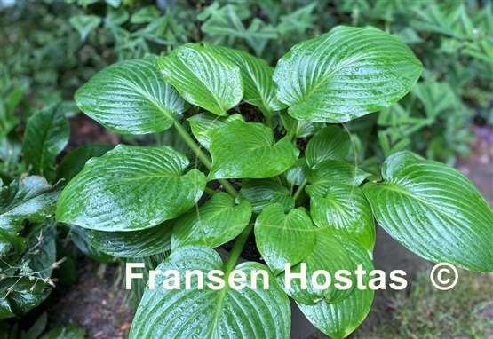 Hosta Peter the Rock